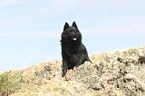 SCHIPPERKE 038